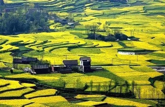 2018汉中油菜花旅游攻略,2024汉中油菜花自驾游攻略