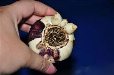 现在种风信子来得及吗,现在种风信子还行吗