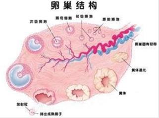 多囊卵巢综合症如何通过健康告知,怎么判断自己得了多囊卵巢综合症