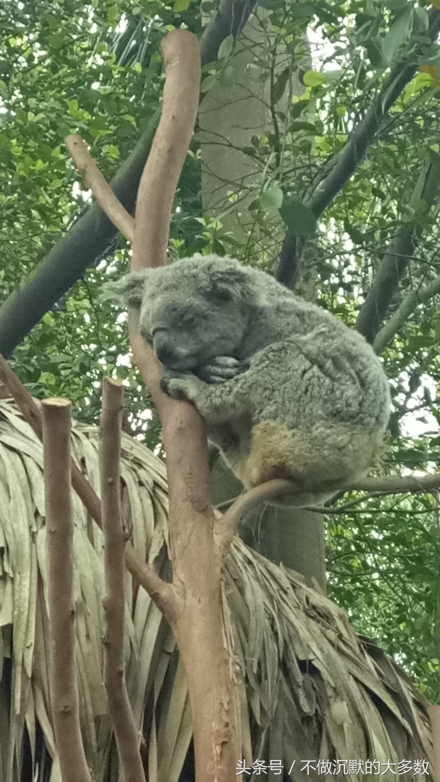 长隆野生动物园金蛇秘境有毒蛇吗,长隆野生动物园金蛇秘境怎么走