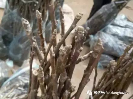 核桃苗几月份移栽最好,核桃苗移栽后多久发芽