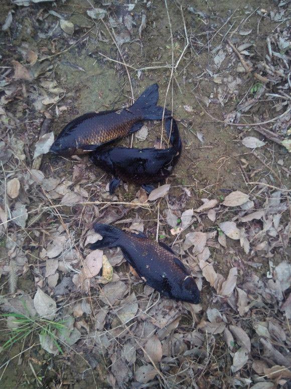 钓上来的鲫鱼发白,钓上来的鲫鱼身上有红点可以吃吗