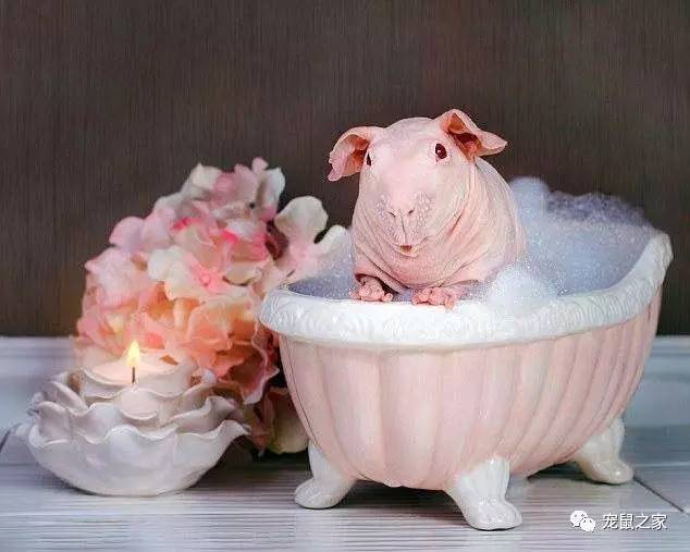 荷兰猪卖肉视频,又黑又大的荷兰猪