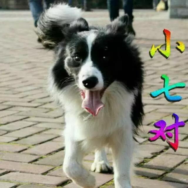 长沙人爱养什么品种的鸟,长沙人为什么喜欢养乌龟