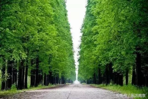 南京踏青赏梅乐享春光,赏梅园