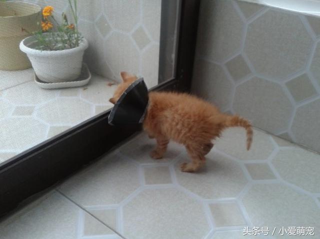 猫咪身上长蛆了会死吗,猫咪后腿被咬能自愈吗