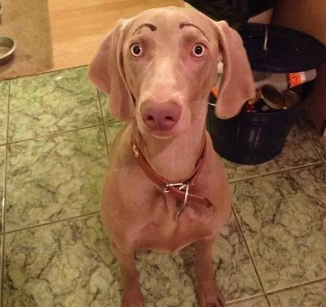 给狗狗画眉毛的视频,给狗狗画肖像笑得很开心