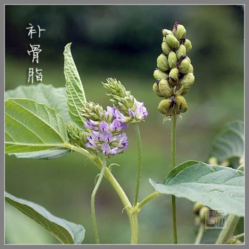 补骨脂的相克中药,补骨脂加哪味中药不上火