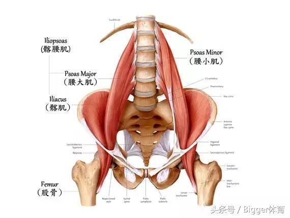 骨盆倾斜长短腿跑步有什么危害,骨盆倾斜对健身的影响