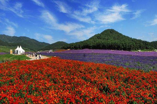 沈阳紫烟薰衣草庄园怎么样,沈阳紫烟薰衣草庄园招聘