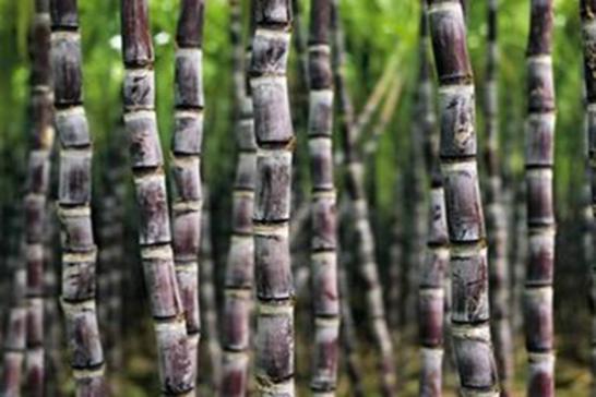 吃了霉变的甘蔗可以检测出来吗,吃了有毒甘蔗