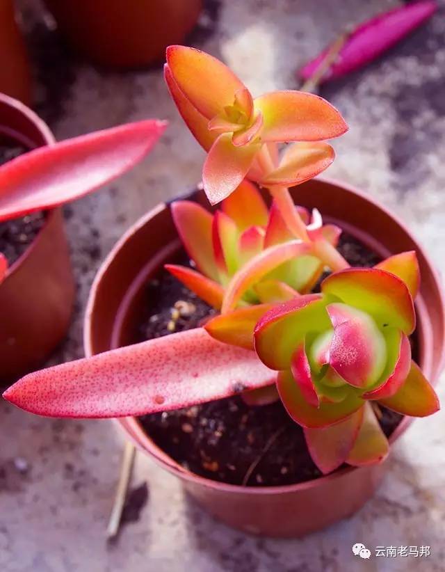 云南多肉冰玫瑰,云南的冬日多肉依旧色彩绚烂