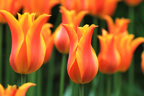 情人节送什么花一束,情人节送个啥礼物