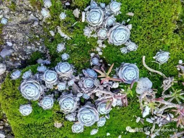 甯﹂潚鑻旂殑澶氳倝,澶氳倝闈掕嫈鍩瑰吇