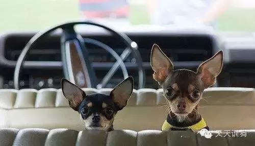 宠物狗去哪里买比较靠谱,宠物狗到哪里买最便宜