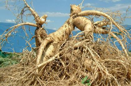 人参娃娃民间传说动画,人参娃娃的民间传说有哪些