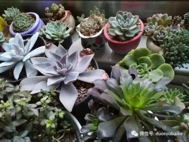 养了20年的多肉植物,老肉友多肉植物