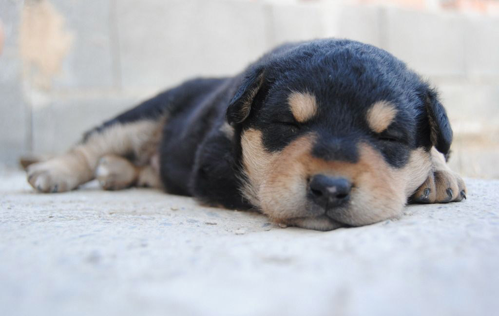 怎么训练狗狗晚上安静睡觉,狗狗晚上老叫怎么训练呢图片