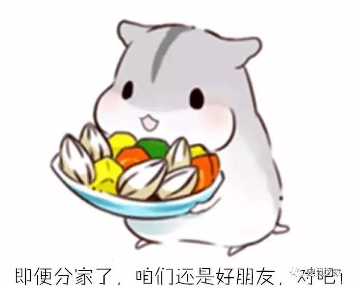 荷兰猪卖肉视频,又黑又大的荷兰猪