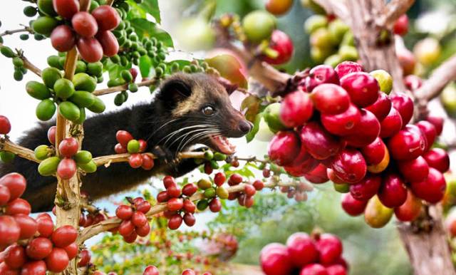 猫屎咖啡是世界上最好喝的咖啡吗,猫屎咖啡是顶级咖啡吗