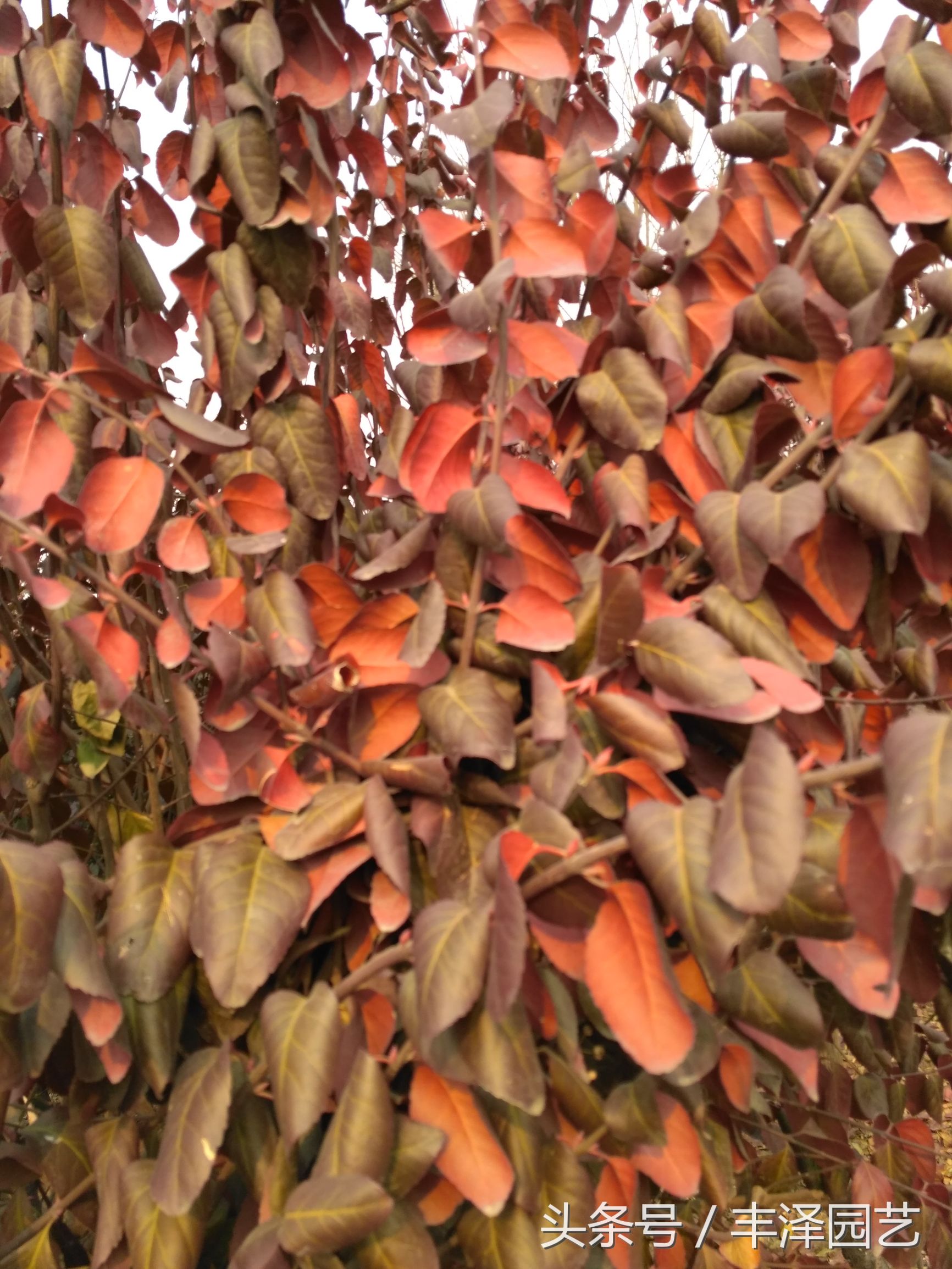 灞辫タ杩愬煄缁涘幙鑻楁湪鍩哄湴,灞辫タ缁涘幙缁垮寲鑻楁湪