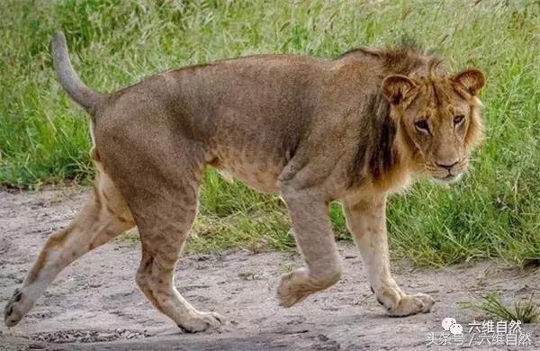 刚出壳小眼镜蛇的毒致命吗,刚破壳而出的小眼镜蛇