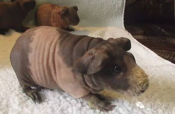 荷兰猪卖肉视频,又黑又大的荷兰猪