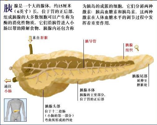 慢性胰腺炎补充胰酶的药物,治疗慢性胰腺炎的药有哪些