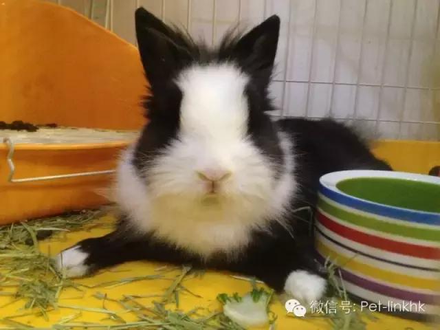 国内十大最受欢迎宠物排行,最受欢迎的宠物品种有哪些