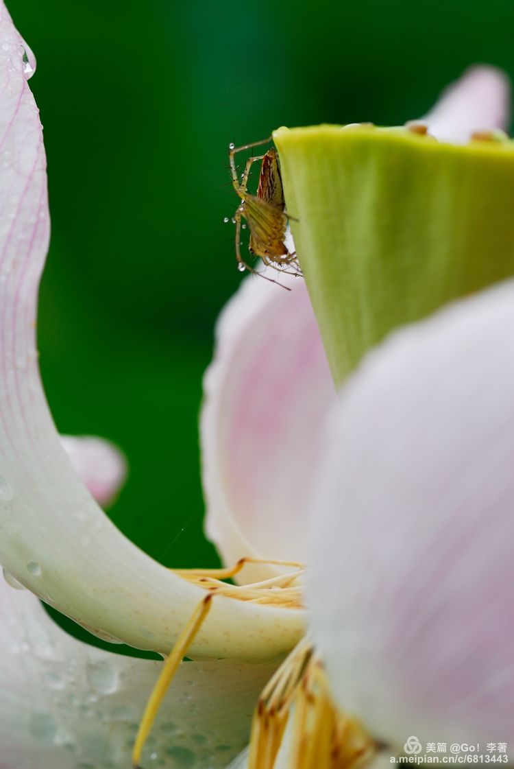 微距镜头下的昆虫视角,微距下的昆虫摄影