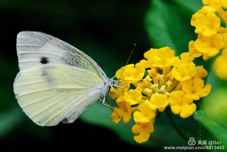 微距镜头下的昆虫视角,微距下的昆虫摄影