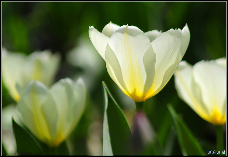 郁金香花卉摆放,郁金香花卉基地