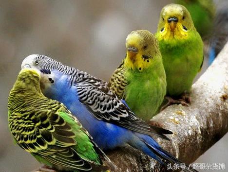 鹦鹉入门基础知识大全书,鹦鹉新手入门技巧教程