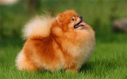 一个多月的博美拉肚子,七个月的小博美大便稀有黏液