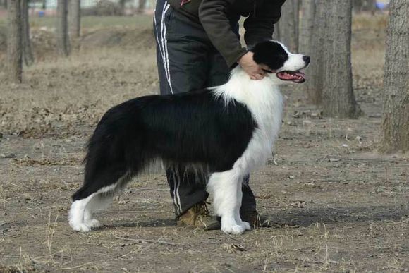 普遍的狗狗品种大全及图片,所有狗狗品种集合大全