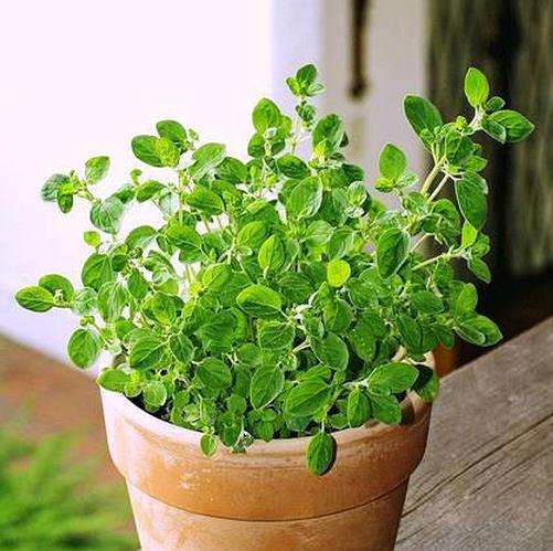 香草和香料在使用中应该注意哪些,香草植物怎么养