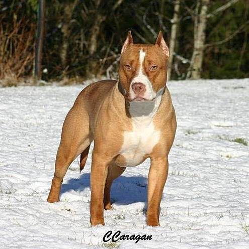 普遍的狗狗品种大全及图片,所有狗狗品种集合大全