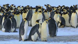 豆瓣9.7的企鹅版《无间道》，上演最萌版「原配撕小三」！