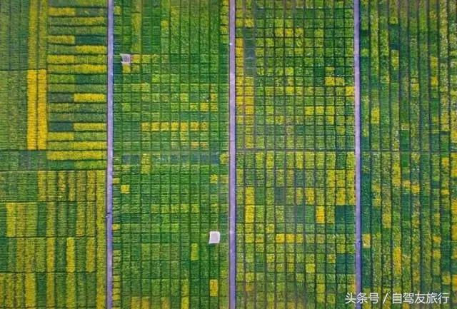 湖南赏花自驾游攻略,湖南旅游赏花攻略