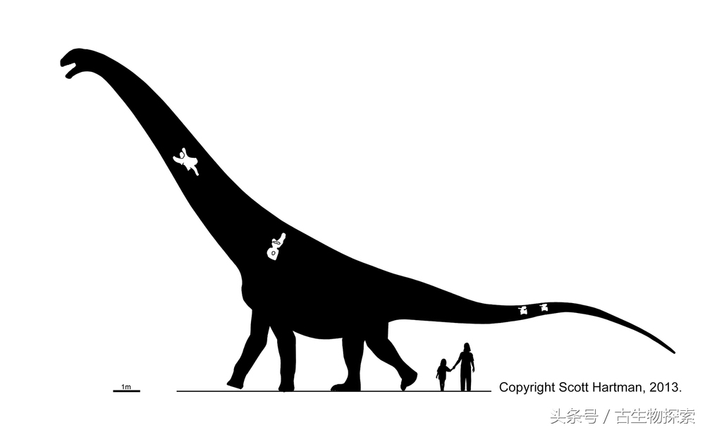 普尔塔龙恐龙视频,普尔塔龙