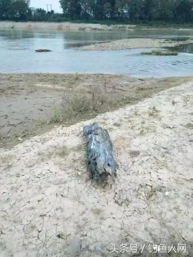 沉香木钓鱼视频大全,沉香木钓鱼