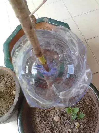 三件家用之物，台长教你八步法“高压”大苗，可当年观花当年吃果