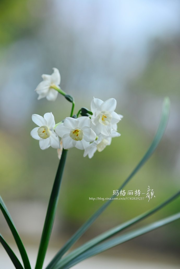 水仙花卉美图,植物水仙子图片