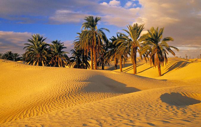 天天吃以色列黄瓜 (以色列黄瓜怎么吃)