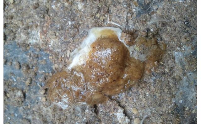 鸡粪如何避免臭味散发,鸡粪发酵为什么有刺鼻的气味