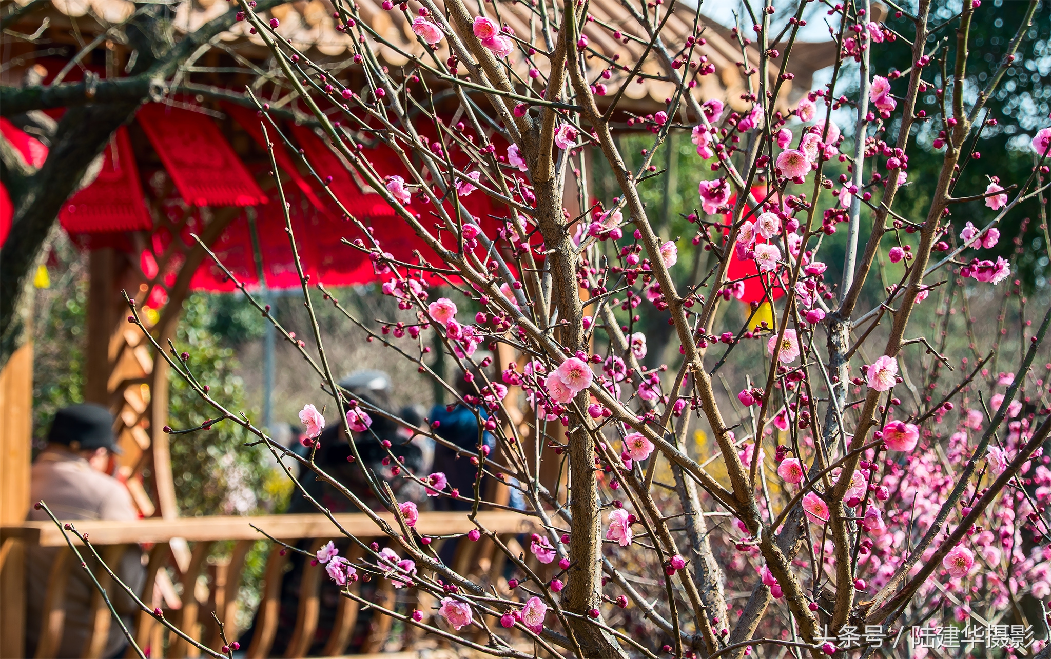 无锡梅园，春风十里不如你