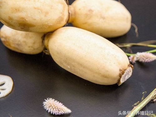 坏掉的莲藕如何种出荷花,如何用藕种出来荷花