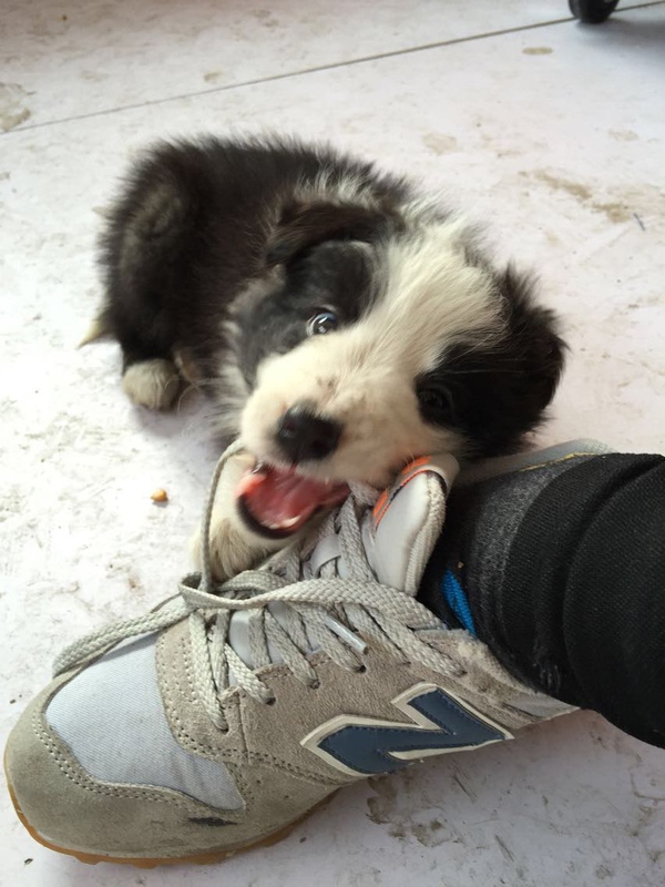 边牧这种狗到底有多聪明,边牧的智商真的有6-8岁那么高吗