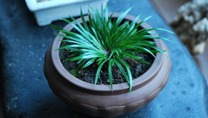 金钱菖蒲什么香味,从化金钱菖蒲