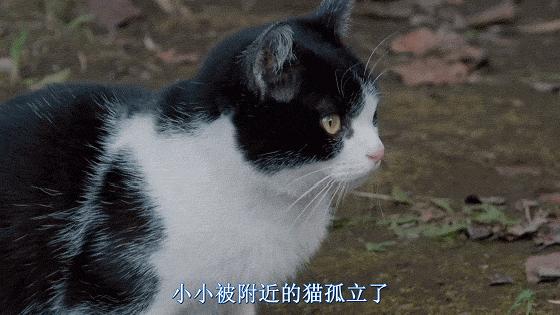 这些猫狗男女都爱看